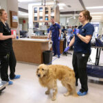 How to Become a Certificate For Animal Nursing Assistants: Step-by-Step Guide