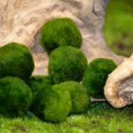 How to Become a Certificate Introducing Caring for Children: Expert Guide