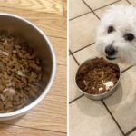 How to Become a Pet Nutrition Diploma: Expert Guide