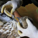 How to Become a Animal Care Course: Step-by-Step Guide