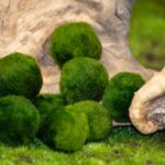 How to Become a Certificate Introducing Caring for Children: Expert Guide